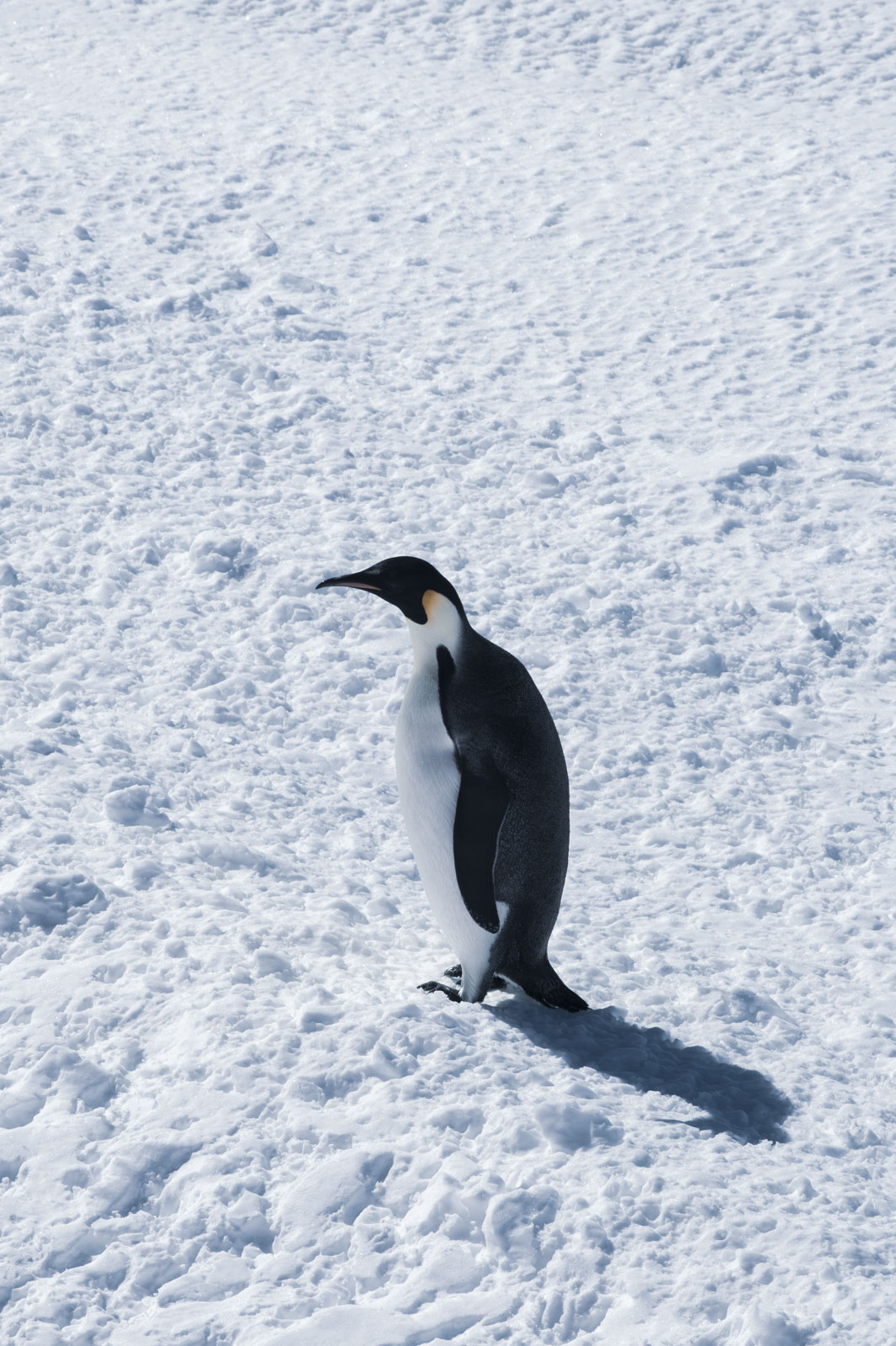 GYT 20221114 054418  DSC7809