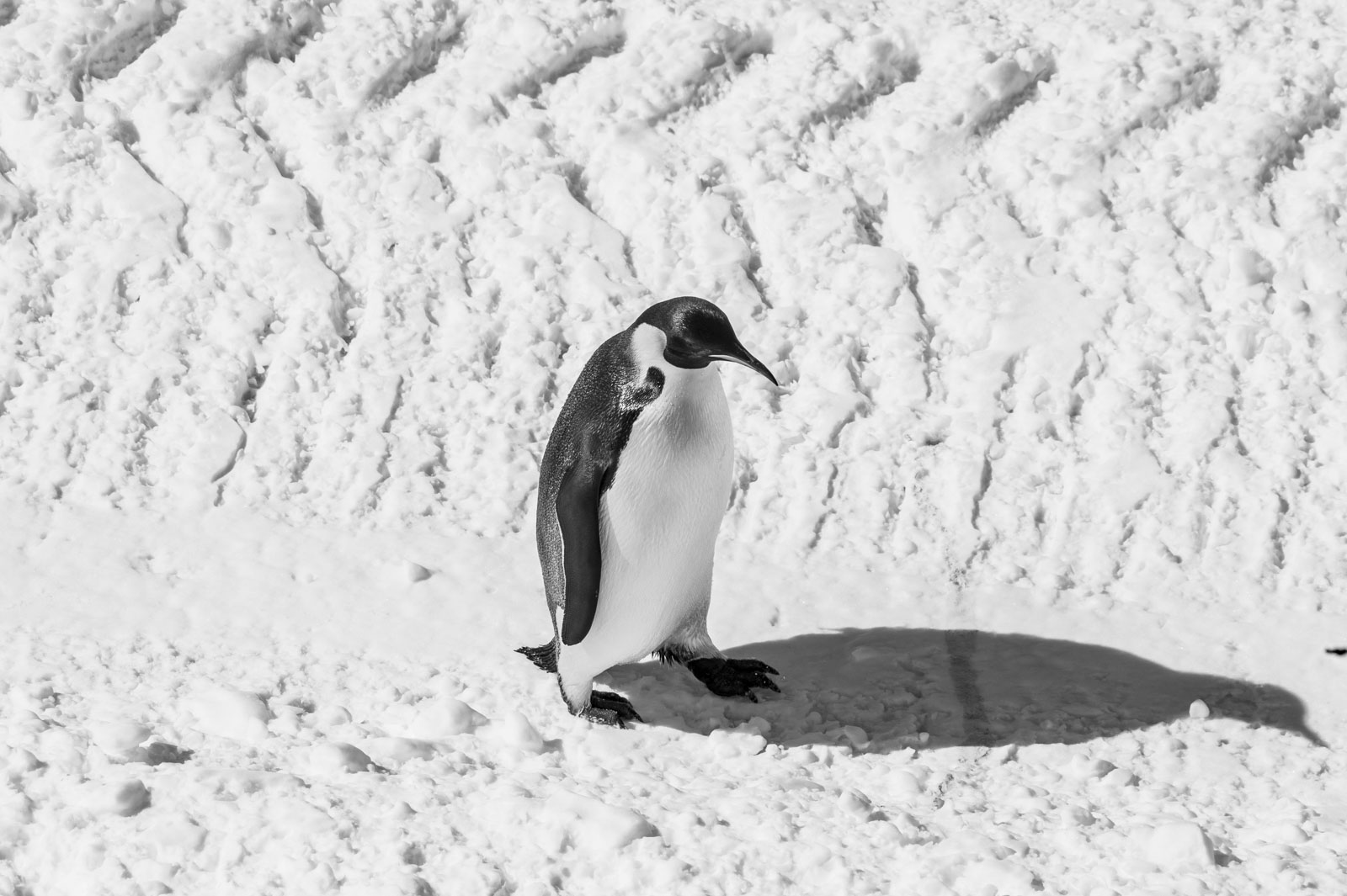 GYT 20221114 055741  DSC7813