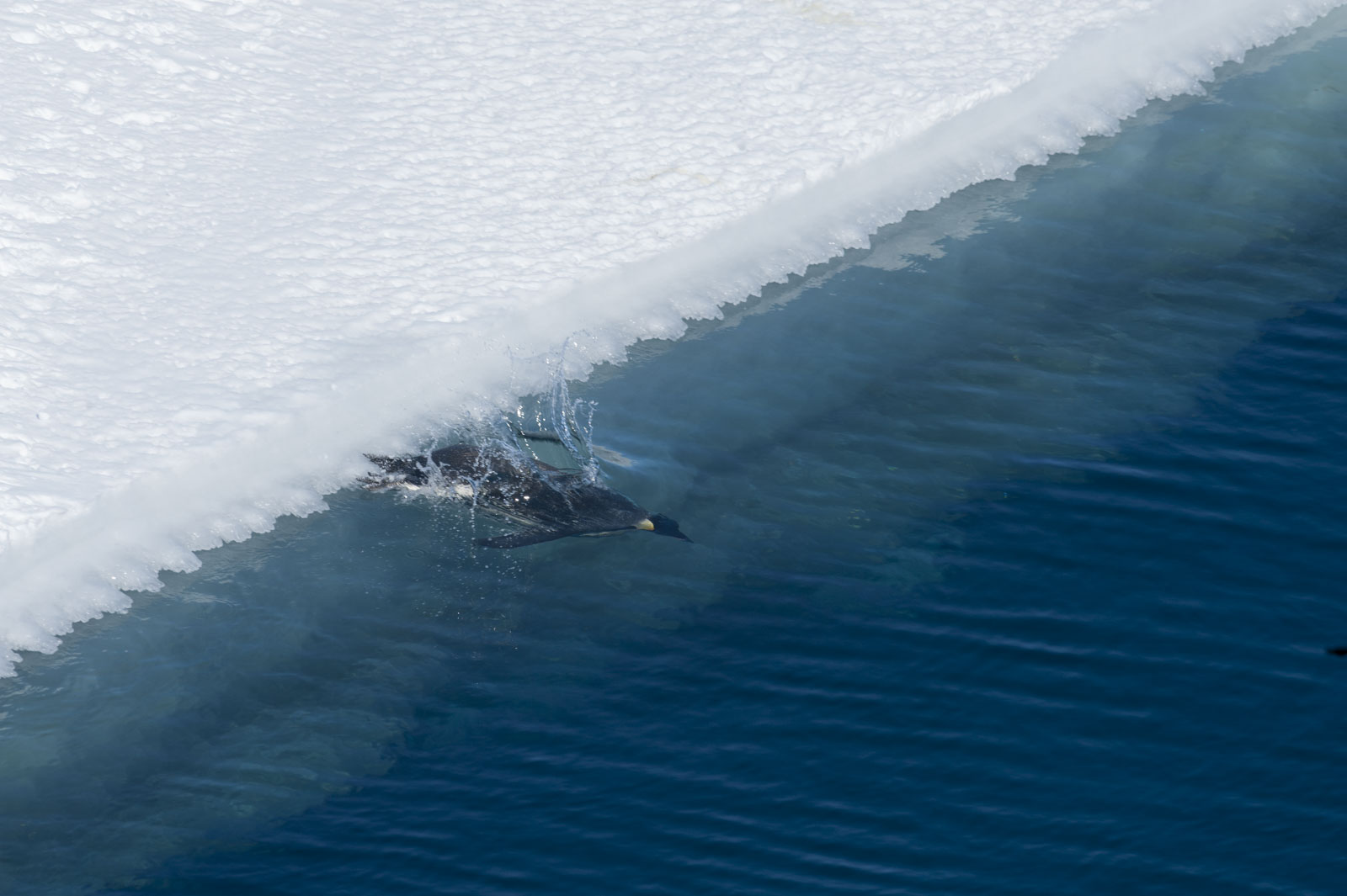 GYT 20221114 055814  DSC7817