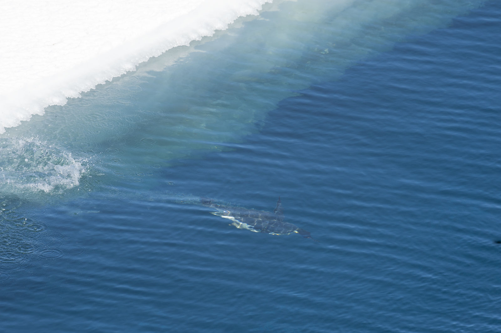 GYT 20221114 055815  DSC7818