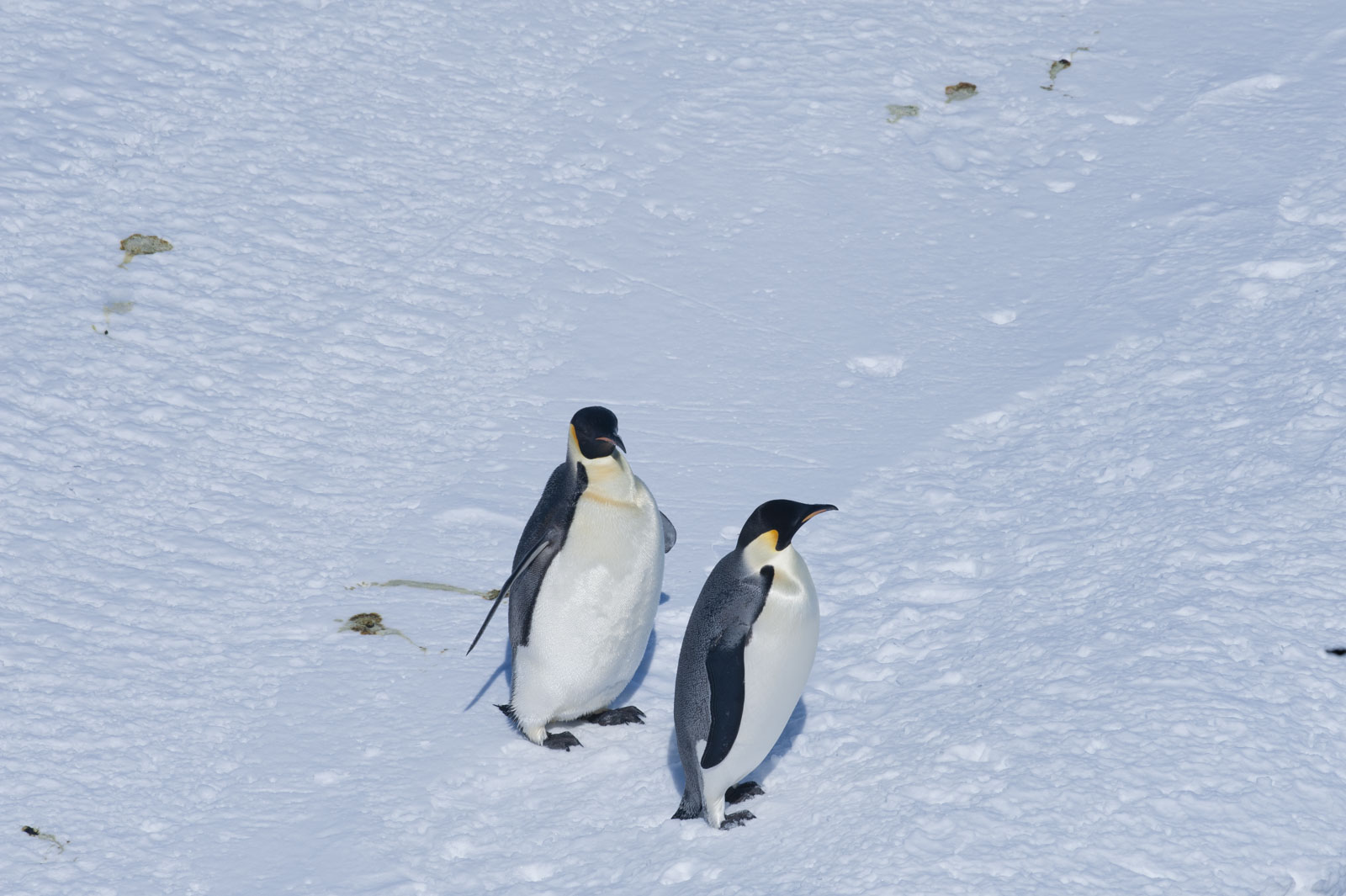 GYT 20221114 055924  DSC7835