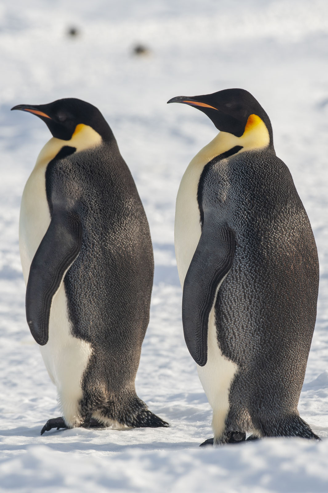 GYT 20221117 110659  DSC7950