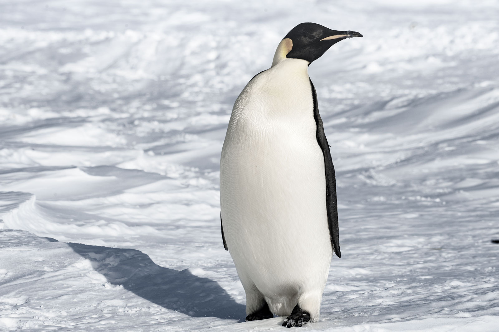 GYT 20221117 111012  DSC7952