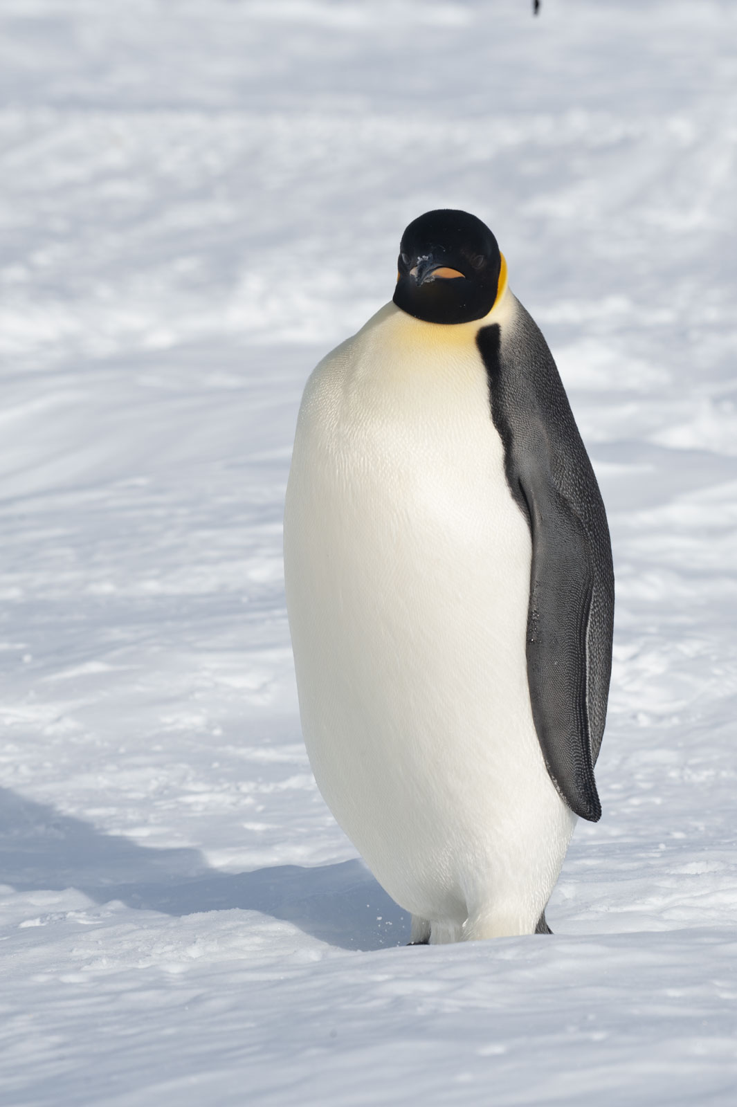 GYT 20221117 111016  DSC7953