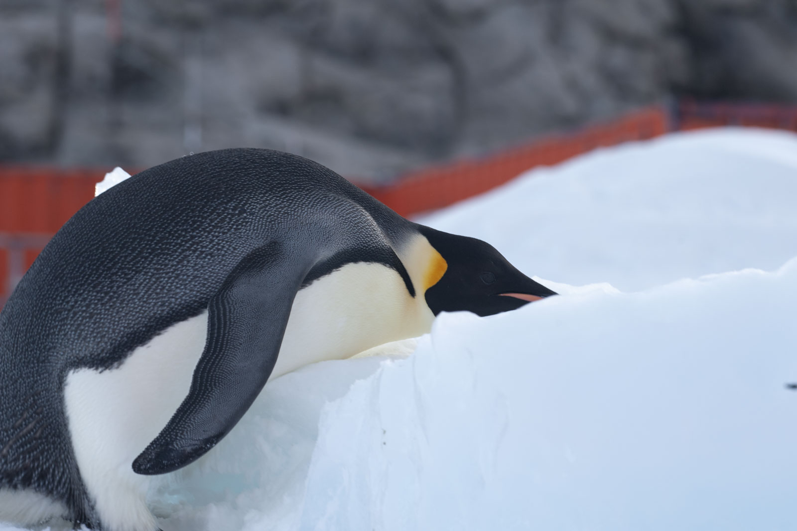 GYT 20221117 125044  DSC8082