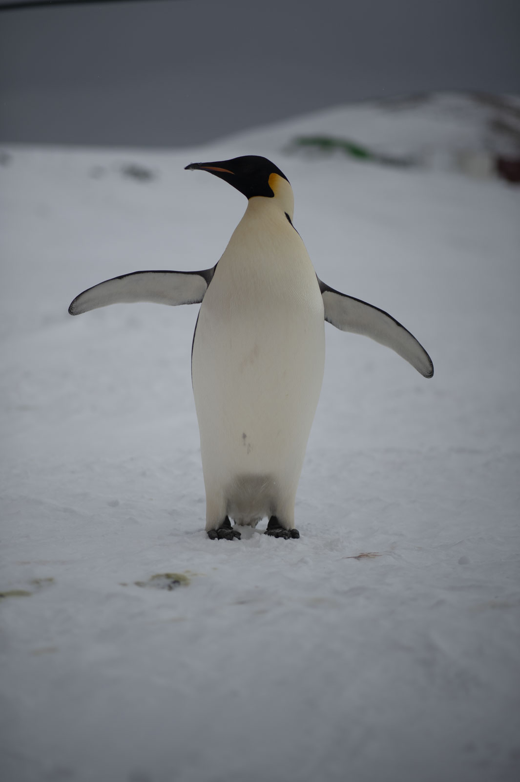 GYT 20221118 014325  DSC8140