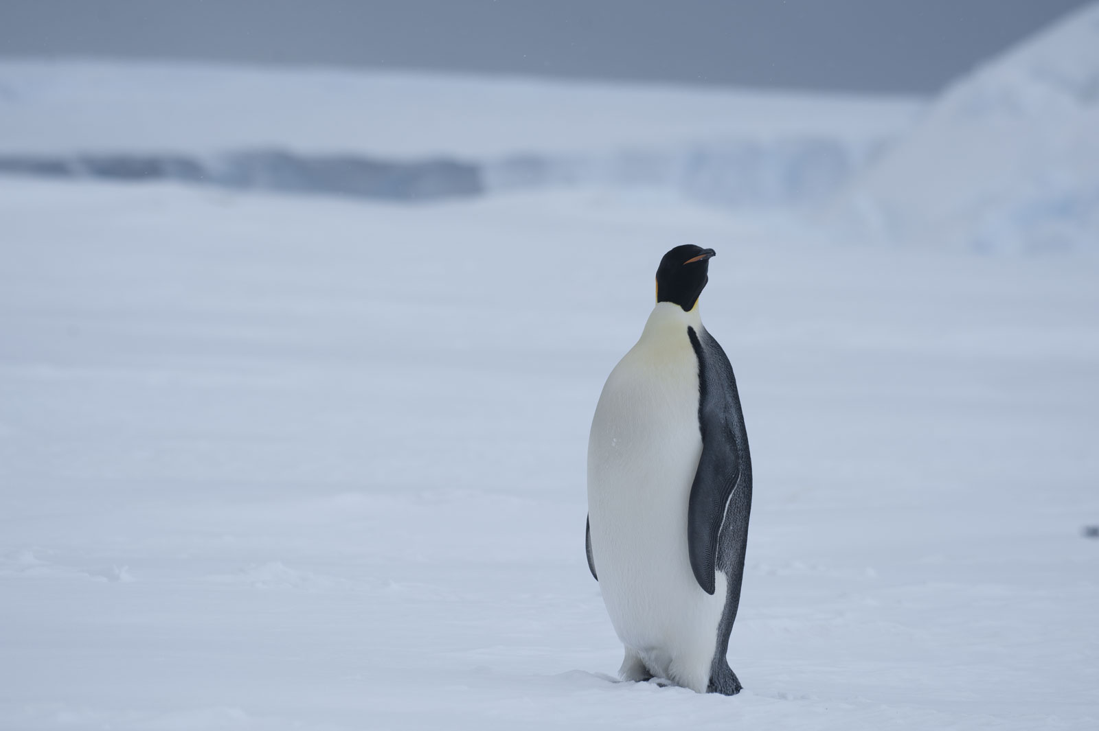 GYT 20221118 021952  DSC8148