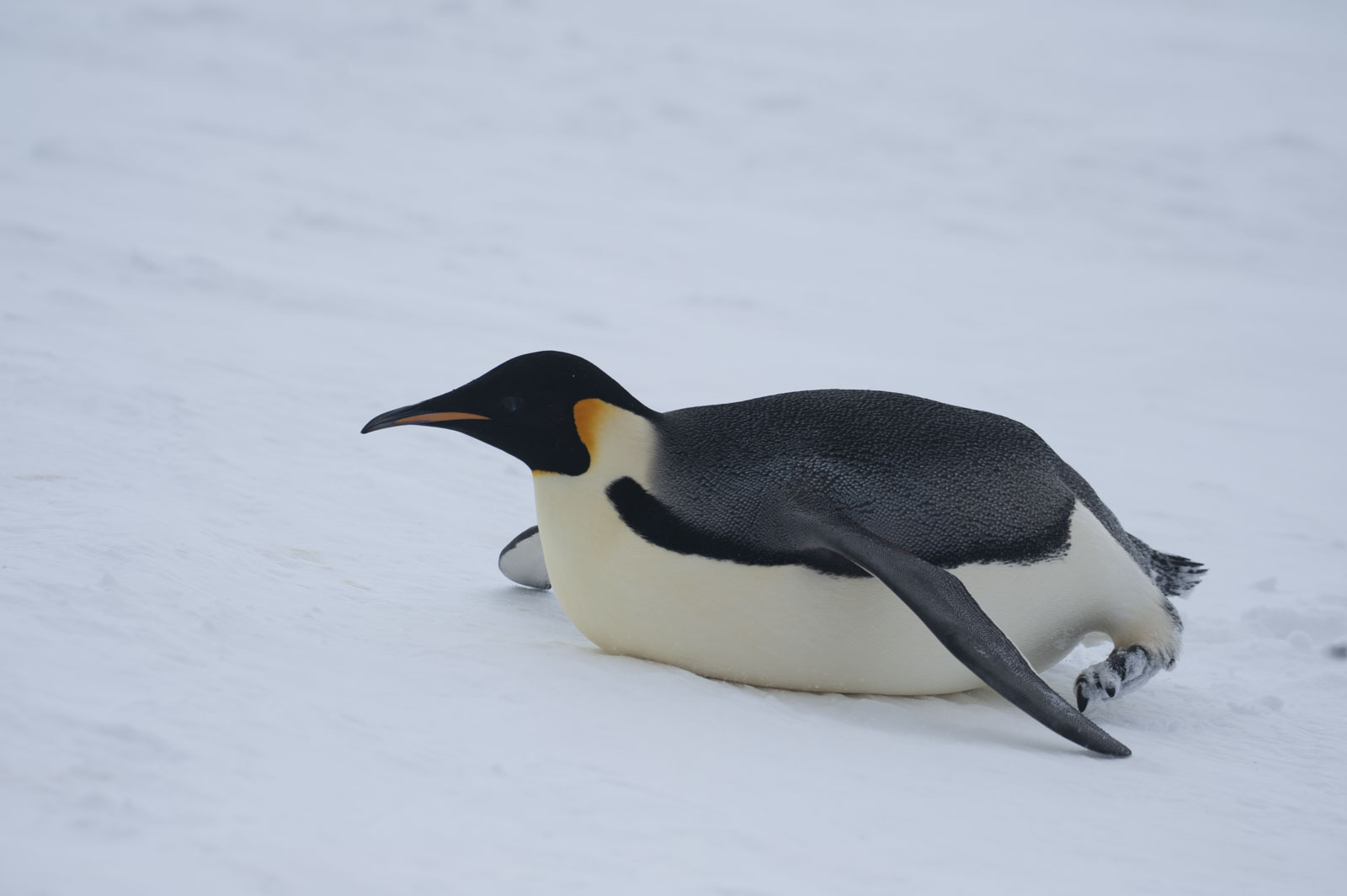 GYT 20221118 022337  DSC8151