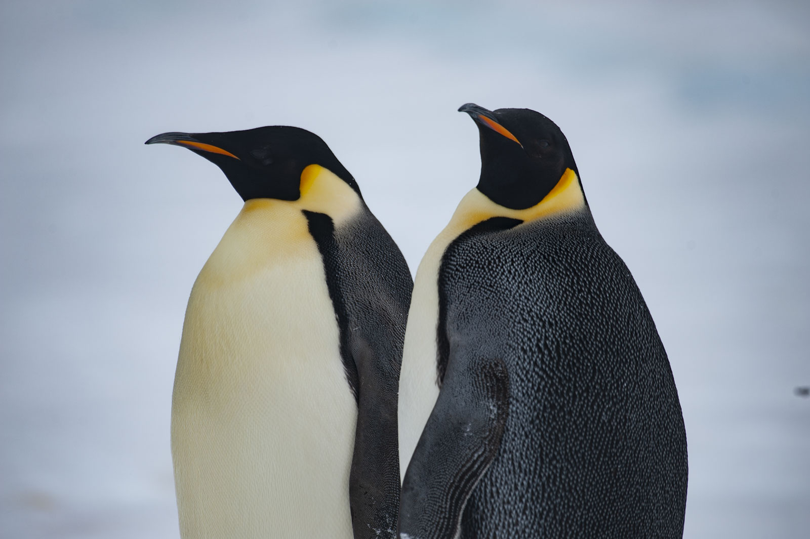 GYT 20221118 022622  DSC8155