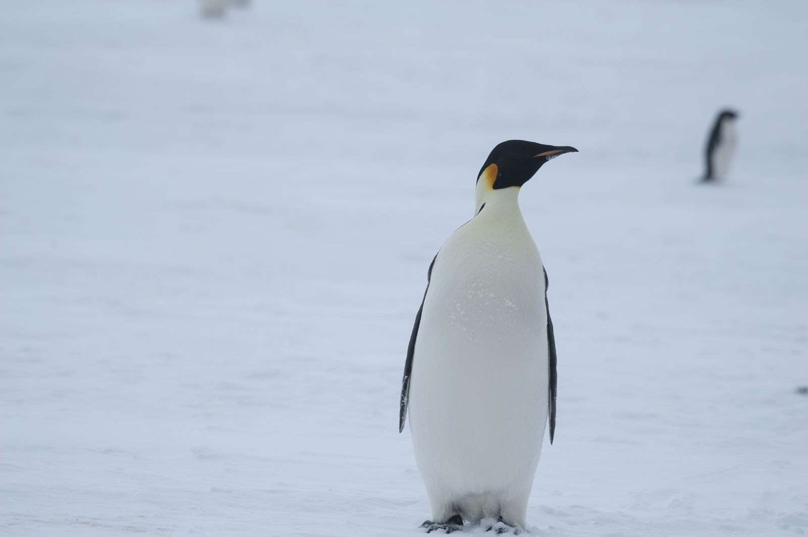 GYT 20221118 022938  DSC8161