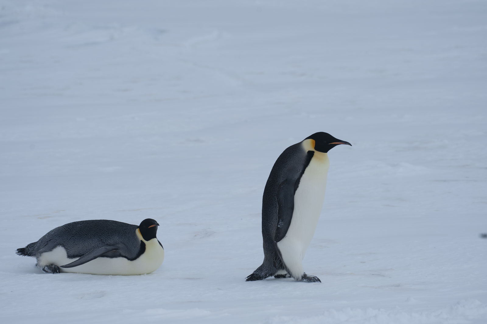 GYT 20221118 023147  DSC8163