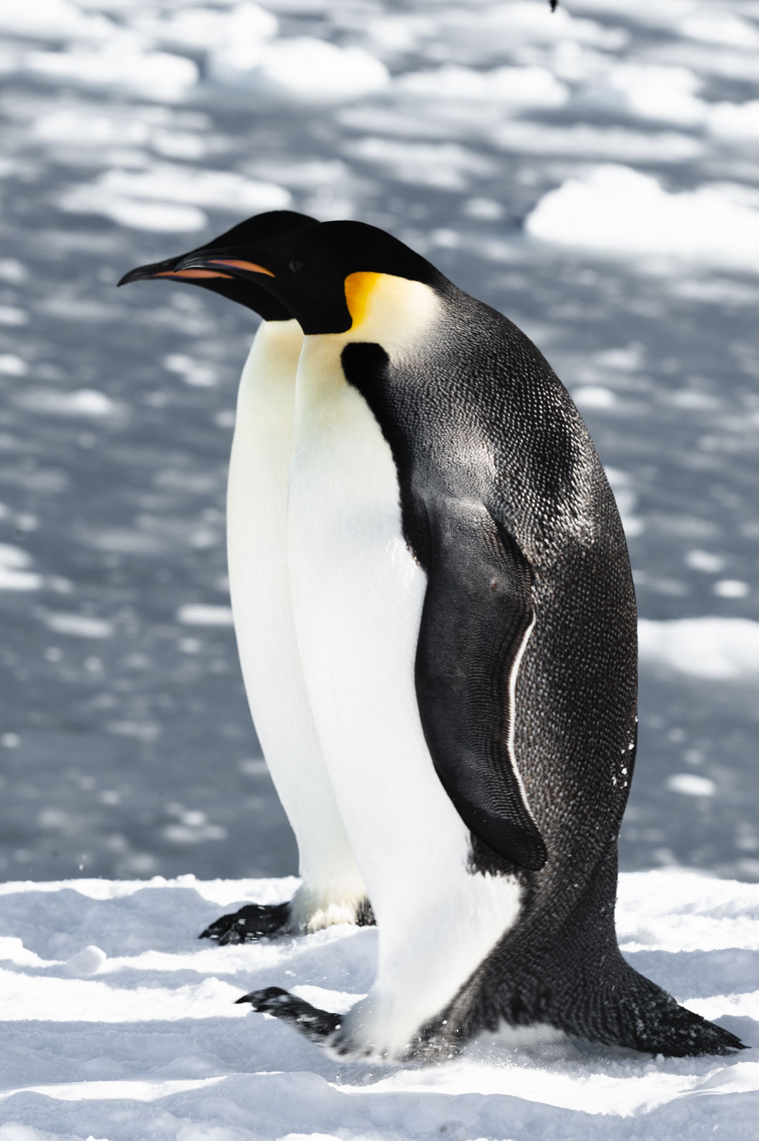 GYT 20221121 015046  DSC8203