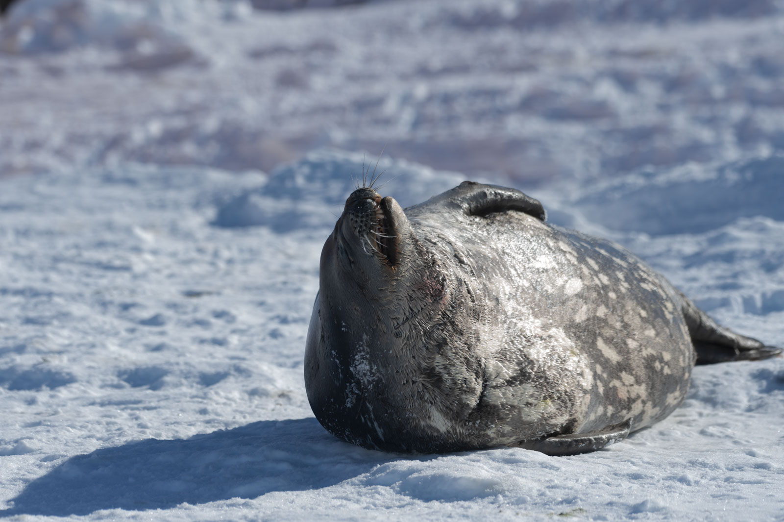 GYT 20221121 020137  DSC8212