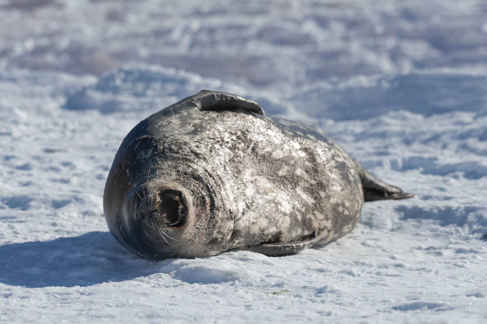 GYT 20221121 020222  DSC8214