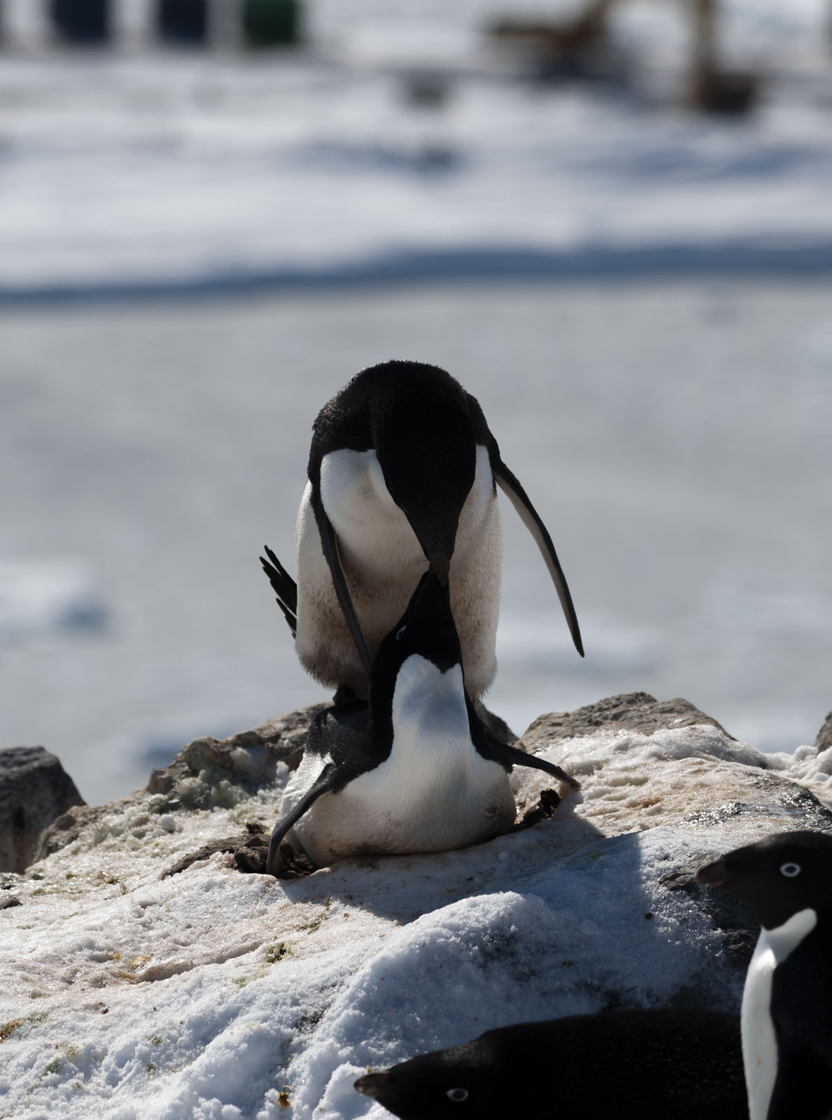 GYT 20221121 032949  DSC8317