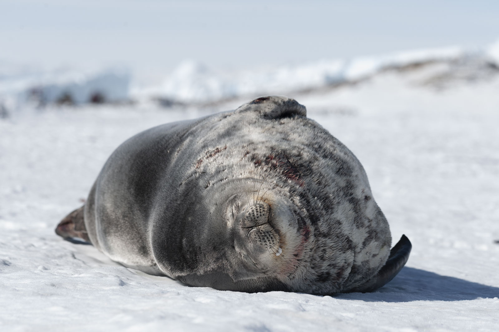 GYT 20221121 034930  DSC8333