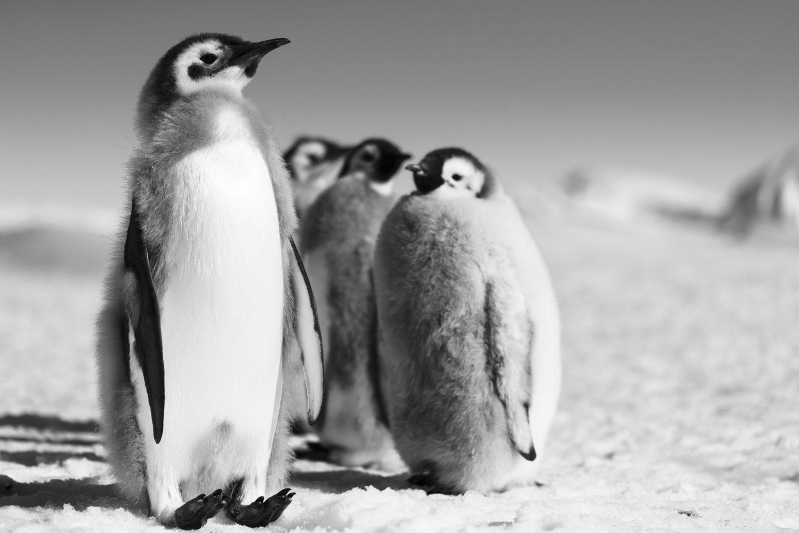 GYT 20221211 181347  DSC0983 2