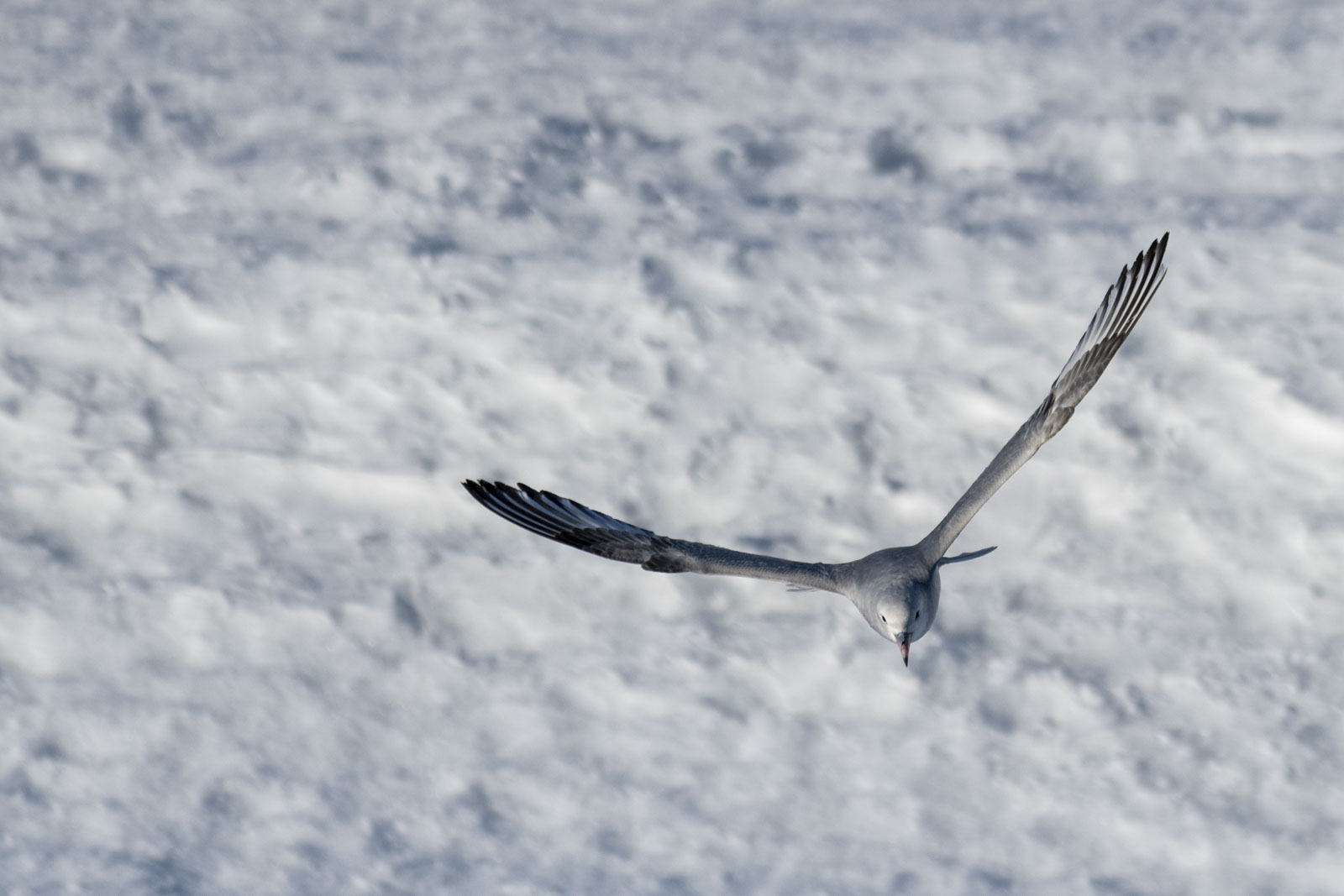 GYT 20221211 183429  DSC1000