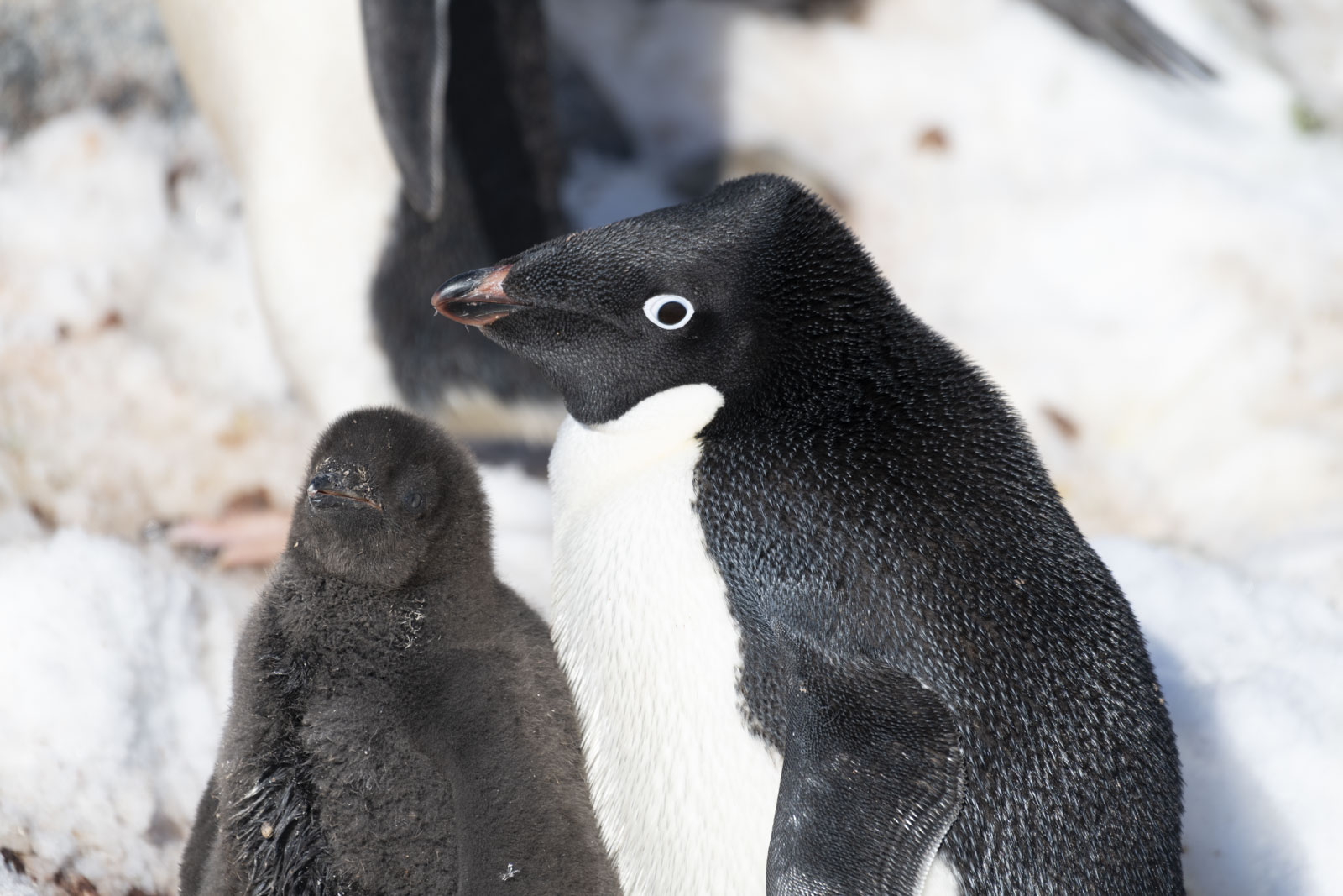 GYT 20230116 185901  DSC1774