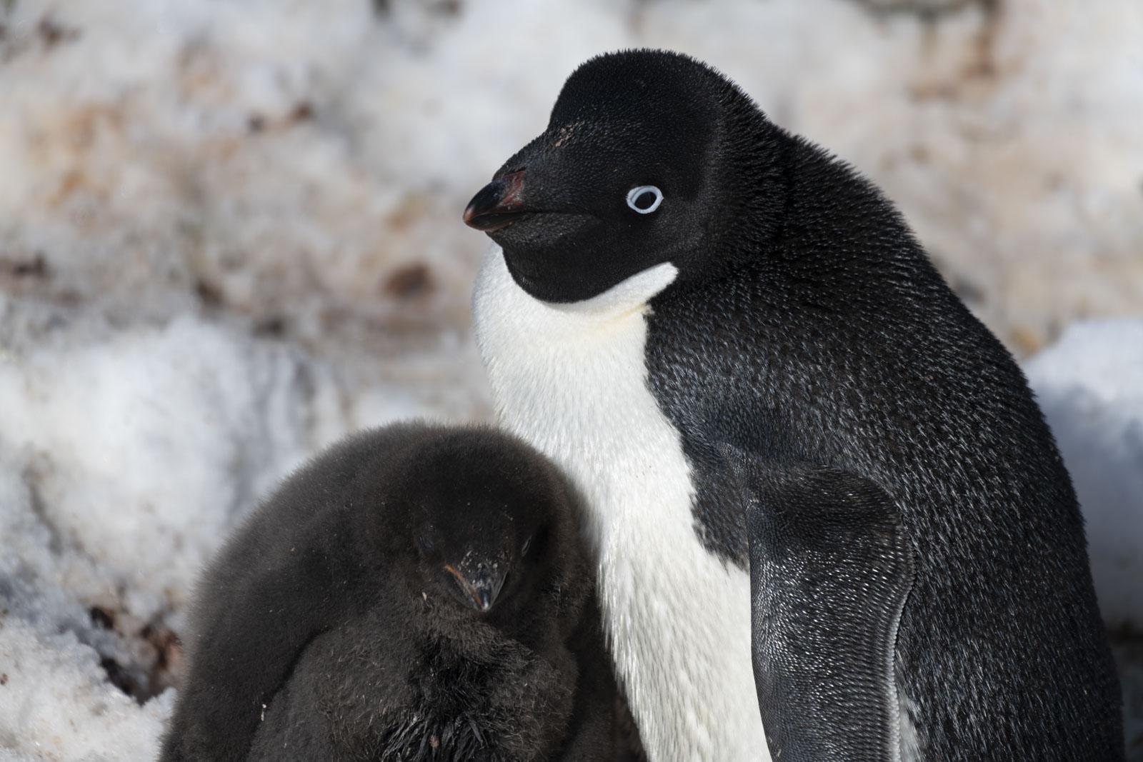 GYT 20230116 185945  DSC1779