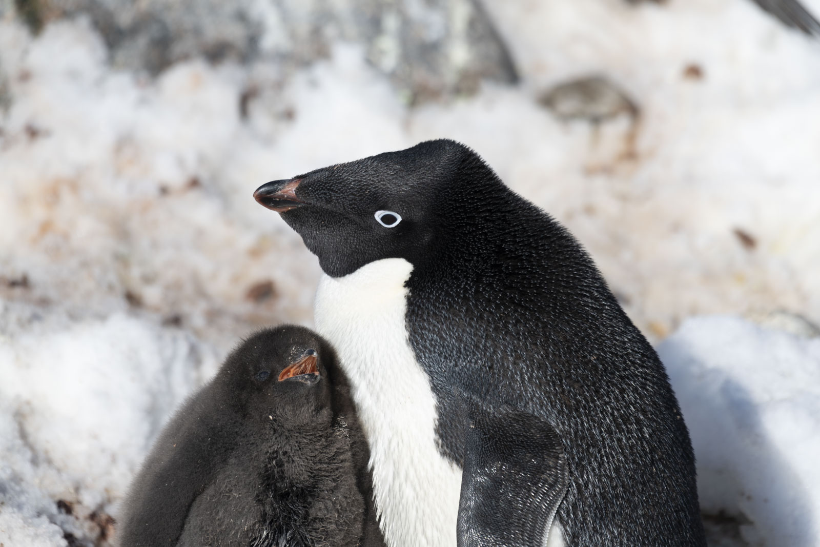 GYT 20230116 185952  DSC1781