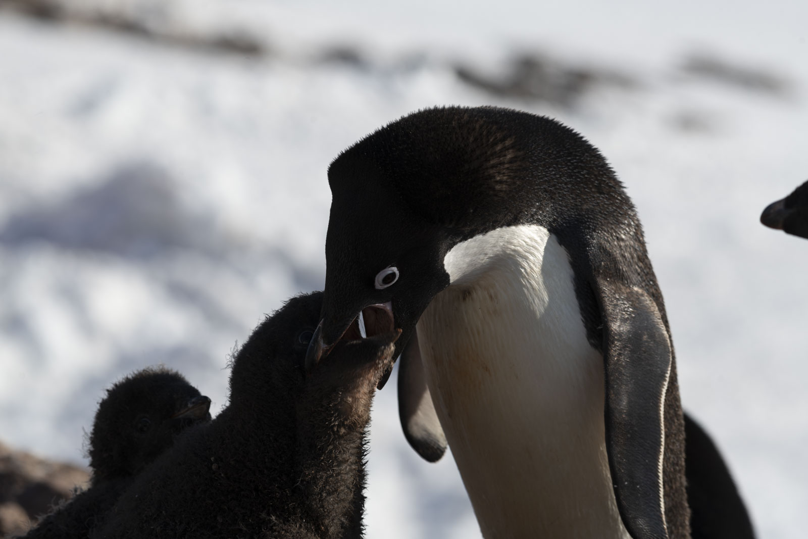 GYT 20230116 191623  DSC1803