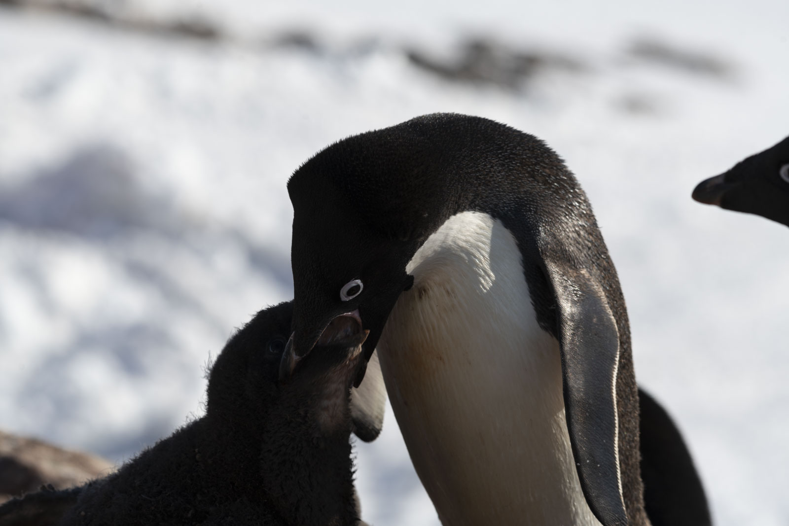 GYT 20230116 191624  DSC1805