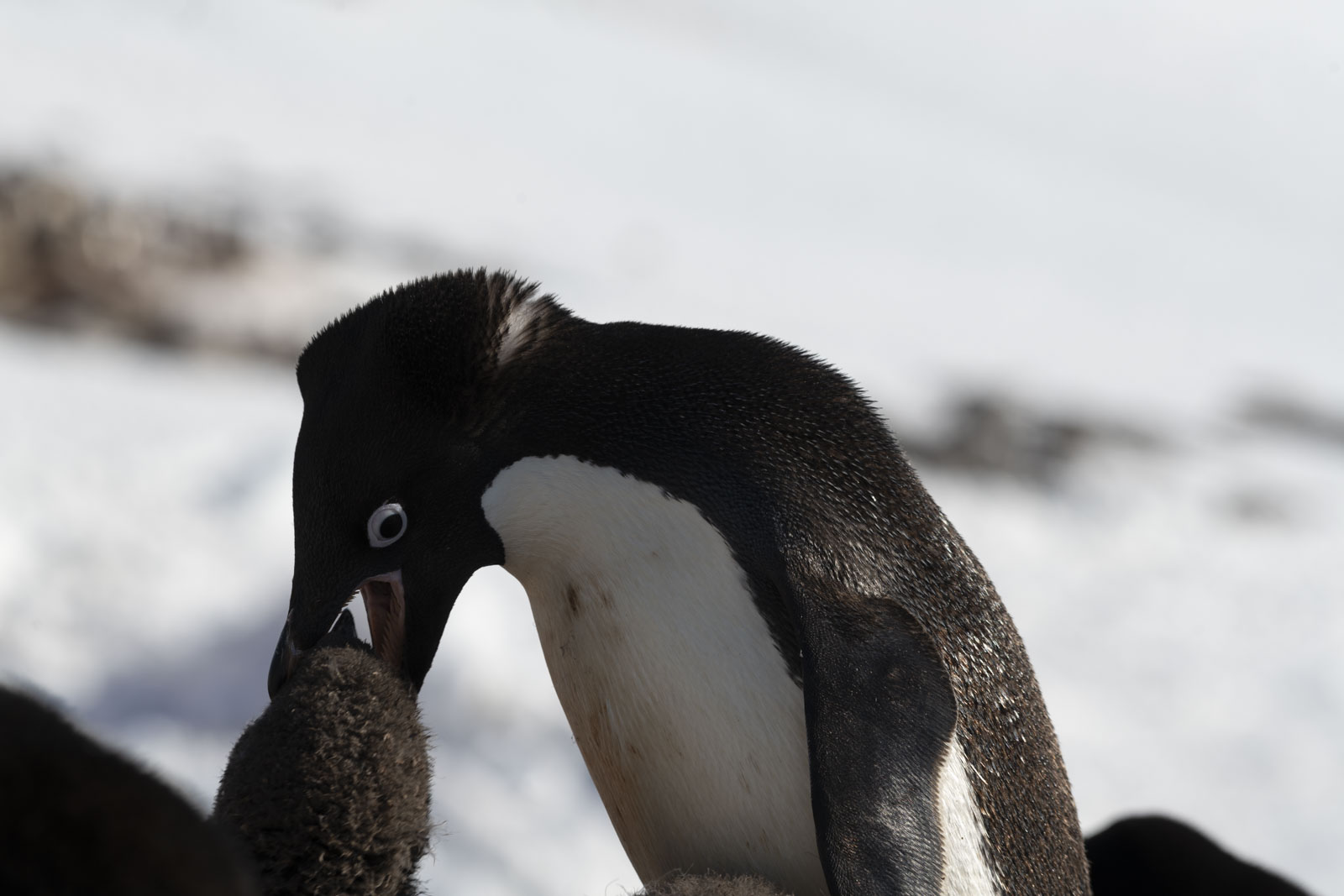 GYT 20230116 191703  DSC1806