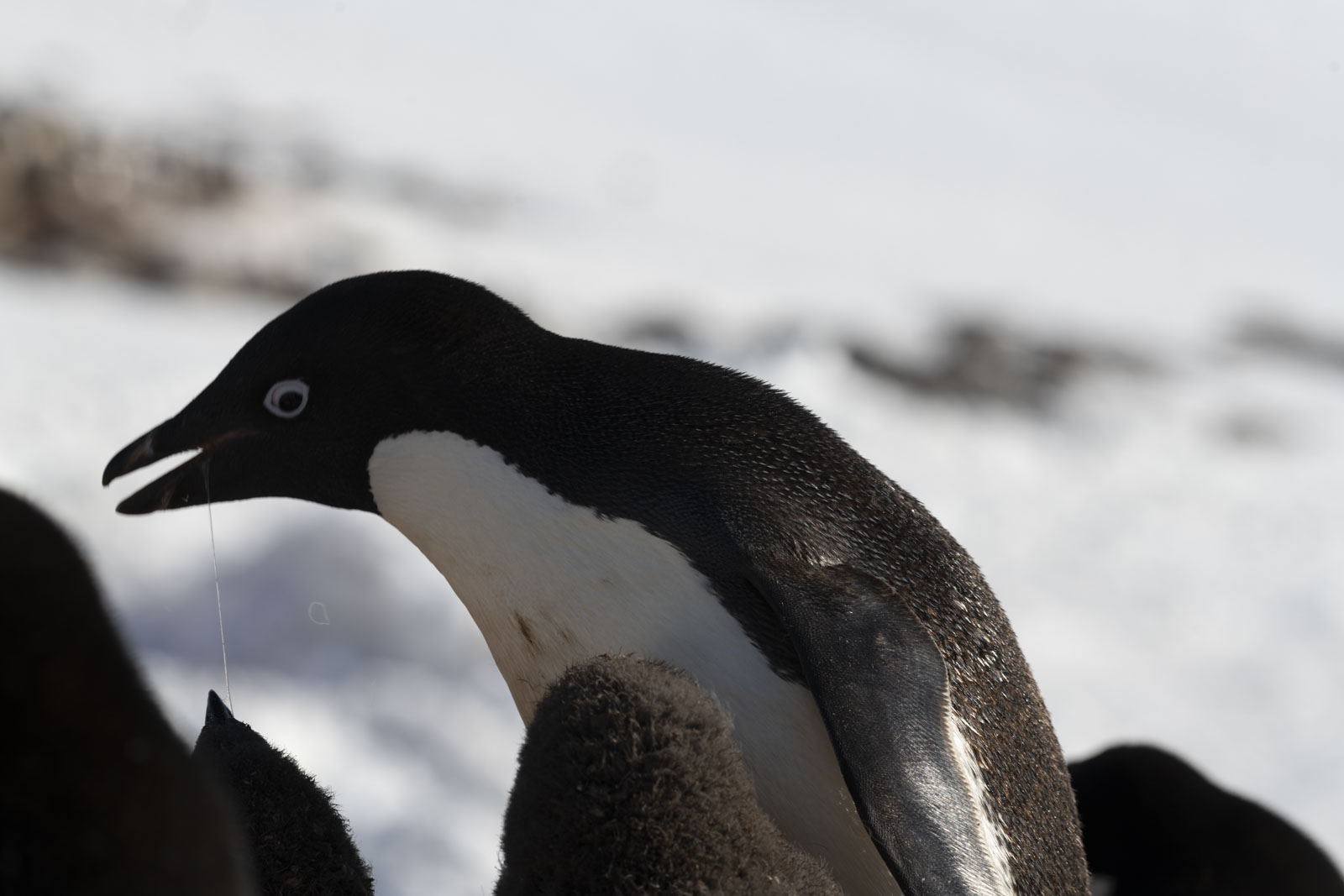 GYT 20230116 191711  DSC1811