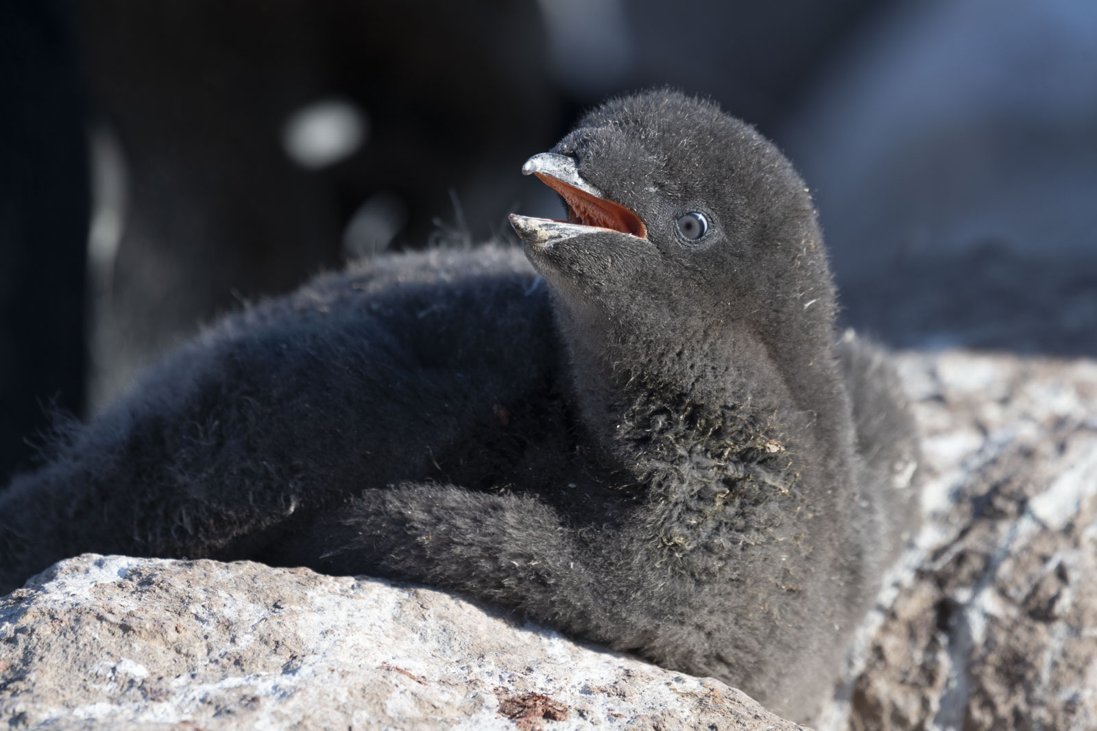 GYT 20230116 193124  DSC1823